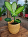 Planta Diffembachia Spark 3