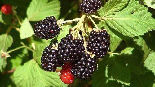 La Huertina Garden Combo Planta 4 Frutos Rojos Frambuesas, Blackberry, Arandano 3