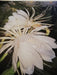 Dama De Noche 40 Epiphyllum Oxipetalum 4