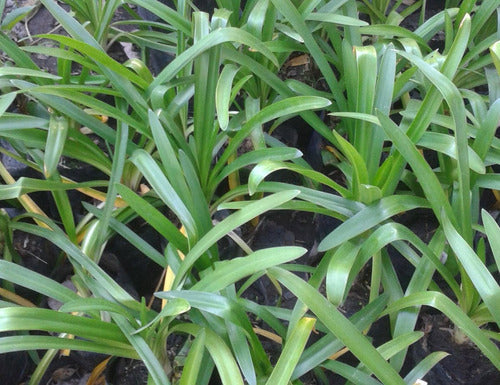 Agapanthus Planta Exterior 1