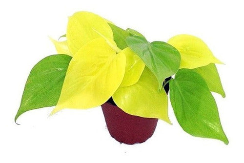 Hanging Cordatum Lemon Plant in Potus Deco for Indoor Decor 1