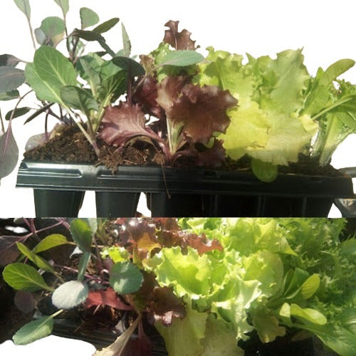 Agroecological Autumn Winter Seedlings x 12 Units 0