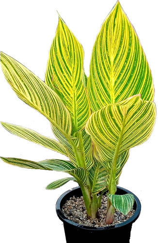 TROPICA Achiras Hoja Variegada ! Canna Bengal Tiger 0