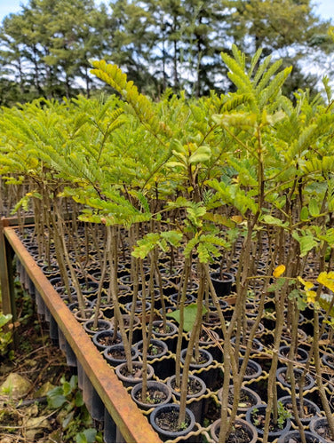 Cañafistula Plantlets X 10 Units 2