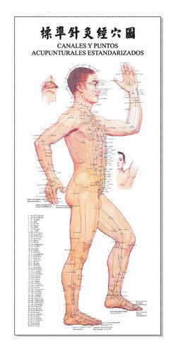 Poster Acupuntura Trilateral Cuerpo Humano 32x70cm 3 Posters 0