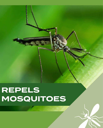 Stem Natural Mosquito Repellent 3