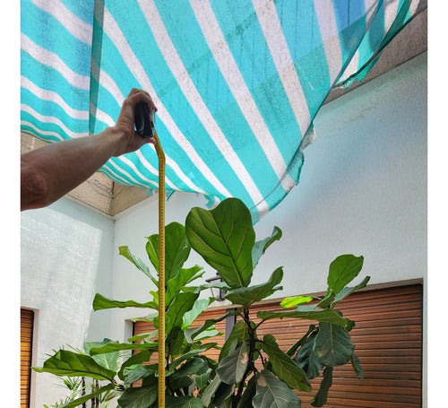 Planta Ficus Pandurata De 2 Metros Con Hojas Grandes 3