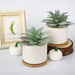 Hopewood Artificial Succulent Plant - Agave 2