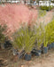 Muhlenbergia Capillaris Pink Flowering Grass Plant 1
