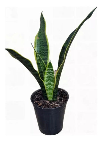 Augusbru Planta Sansevieria - Espada De San Jorge - Combo M12 0