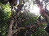 Planta De Jabuticaba Híbrida De Acodo, Adulta Ya Fructifica! 1