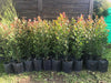 Natural Plants Live Hedges Eugenias X10 Units In 3L 1