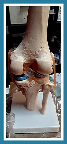 XC Modelo Funcional De La Rodilla Para Practicas Medicas 2