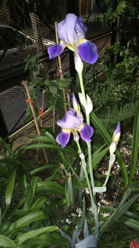 Iris Germánica/ Lirio De Barbados. Caba/ Envíos 3