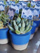 Casona.arg Succulent and Cactus Souvenirs and Centerpieces 4