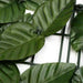 Expreso Polar Jardin Vertical Artificial Muro Verde Panel 300 X 100 Cm 4