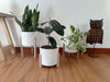 Eggys Nordic Planters with Wooden Legs X 3 1