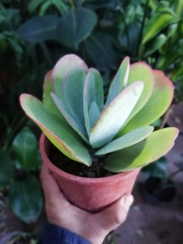 Ohana Suculenta Kalanchoe Luciae Grande 1