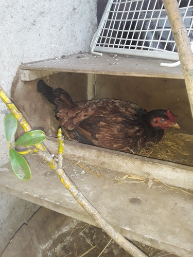 Gallina Enculecandose 2