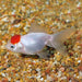Goldfish Red Cup Small Aquatic World Offer 3