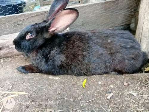 Mascotitas Flemish Giant, Californianos, and Neo Rabbits 3