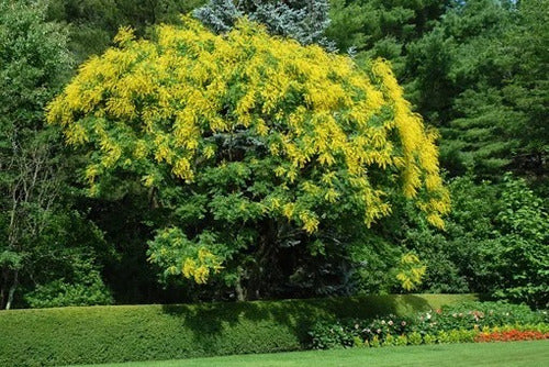 Jabonero De La India (koelreuteria Paniculata ) 1