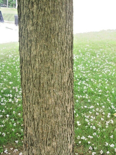 Catalpa Americana  ( Catalpa Bignonioides) 6