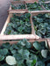 Plantas De Frutillas - 3 Plantas - H E R M O S A 4