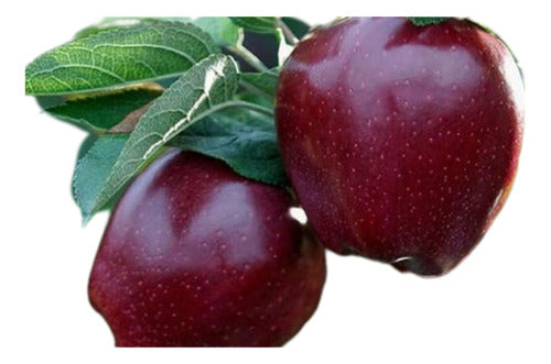 Árbol Injertado Manzano Manzana Roja Dulce Con Frutos 0