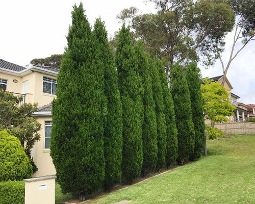 Thuja Occidentalis Fastigiata 1