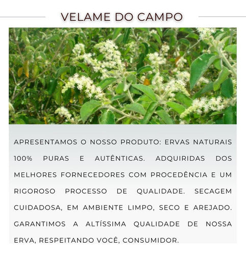 Leve 20 Chá De Velame Do Campo Verdadeiro Velame Da Caatinga 5