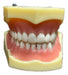 Ultrassist Macromodelo Dental (Anatomy) 0