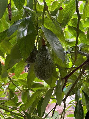 100% Natural Avocado Each 2