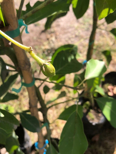 Árbol De Palta Hass Injertado Combo X 3 Unidades 5