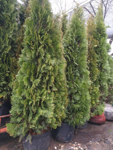 PINO THUJA SMARAG Occidentales Gigantes - Cerco Vivo 1