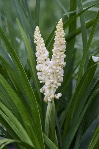 Liriope Muscari Silver Sunproof  (white Lilyturf) Blanca 5