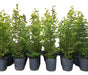 Natural Plants Live Hedges Eugenias X10 Units In 3L 0