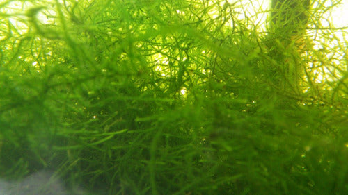 Java Moss for Aquariums 6