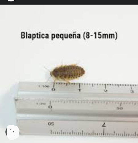 Blapticas Medianas 4