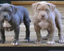 Pitbull Puppies for Sale - 45 Days Old 1