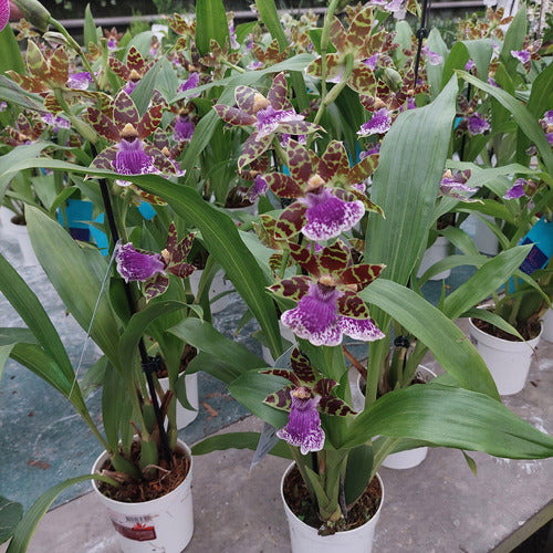 Orquídea Zygopetalum Chica 1