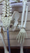 Mini Skeleton 85cm Height 6