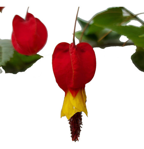 Greenonline Planta Abutilon Megapotanicum 3l Farolito Chino 0