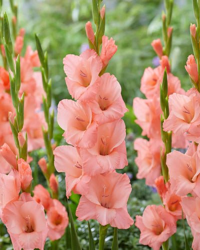 Agroparque Gladiolus Bulbs, Imported from Holland, Choose! X 10 6