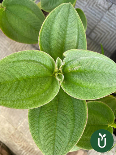 Planta Tibouchina - Planta De La Gloria - Ideal Jardines 6