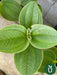 Planta Tibouchina - Planta De La Gloria - Ideal Jardines 6