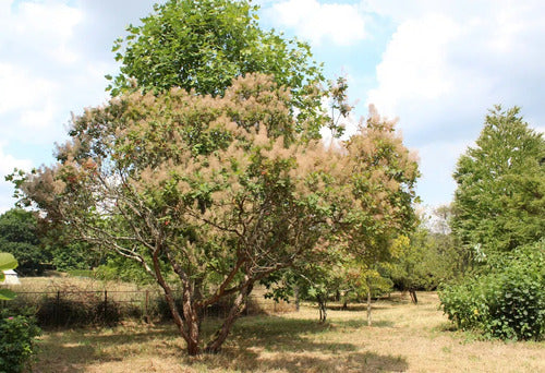 Arbol Cotinus Coggygri (árbol De Las Pelucas) 10lts 2