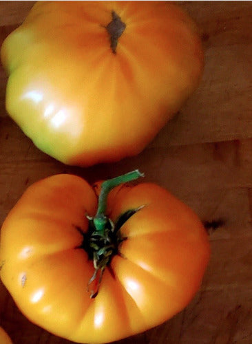 Semillas Tomate Pilcer Vesy 100% Orgánicas No Transgénicas 4