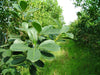 Yerba Orgánica DLS Ilex Dumosa / Ilex Paraguariensis 80/20 10kg 1