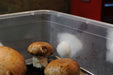 Mycotek Mushroom Growing Kit 7